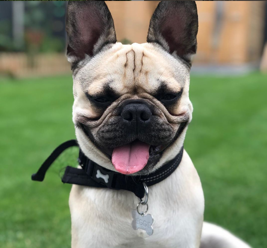Frenchie mix store pug